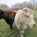 07_Gut-Mori_Rinder-auf-Wiese